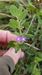 Scutellaria drummondii