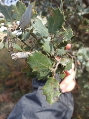 Quercus ilex
