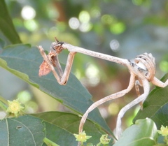 Pseudovates chlorophaea