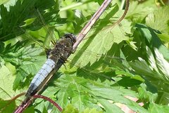 Libellula fulva