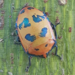 Tectocoris diophthalmus