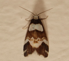 Thallarcha phalarota