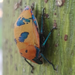Tectocoris diophthalmus