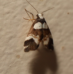 Thallarcha phalarota