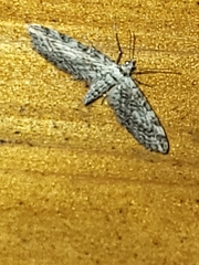 Eupithecia graphiticata