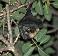 Pteropus conspicillatus