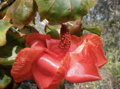 Kokia drynarioides