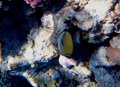 Chaetodon austriacus