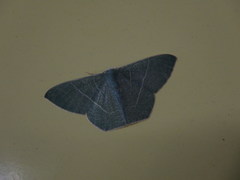 Pelagodes subquadraria