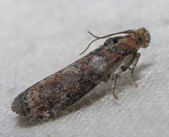 Sciota rubrisparsella