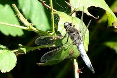 Libellula fulva