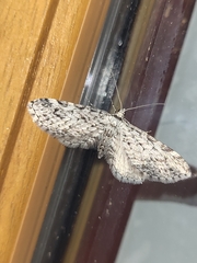 Eupithecia graphiticata