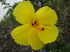 Hibiscus brackenridgei