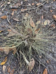 Tillandsia bartramii