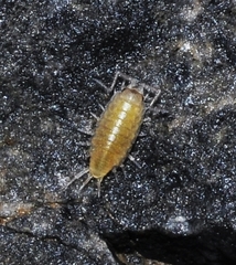 Halophiloscia