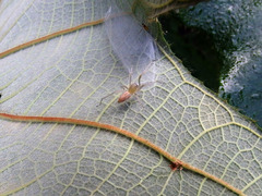 Cheiracanthium taiwanicum