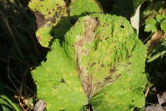 Acidia cognata