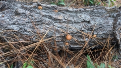 Cortinarius cinnamomeus