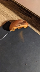 Cortinarius cinnamomeus