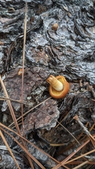 Cortinarius cinnamomeus