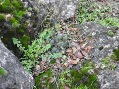 Petrosedum sediforme
