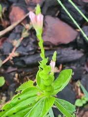 Spigelia anthelmia