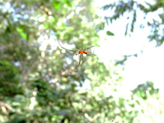 Argyrodes flavescens