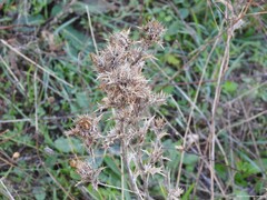 Carlina vulgaris