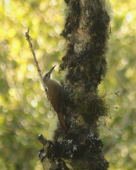 Xiphocolaptes albicollis