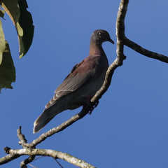 Patagioenas cayennensis