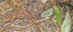 Syntermes molestus