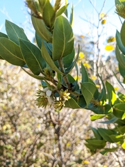 Arctostaphylos montaraensis