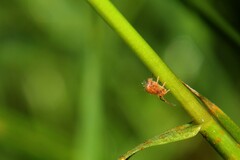 Dicyrtomina