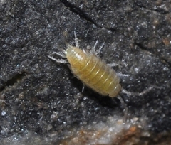 Halophiloscia