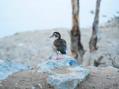 Callonetta leucophrys