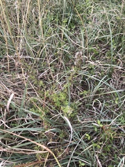 Euthamia leptocephala