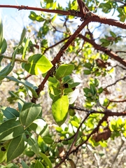 Arctostaphylos montaraensis