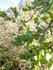 Arctostaphylos montaraensis