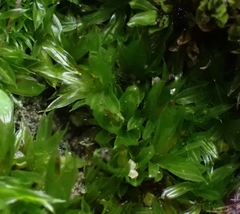 Tortula subulata