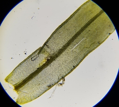 Tortula subulata