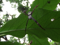 Argiope aetheroides