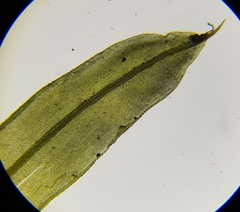 Tortula subulata