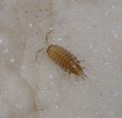 Halophiloscia