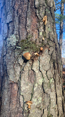 Cryptoporus volvatus