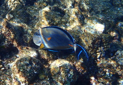 Acanthurus sohal