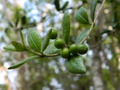 Alyxia stellata
