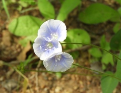 Jacquemontia pringlei