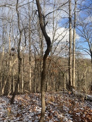 Cercis canadensis