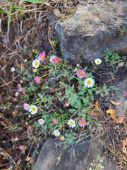 Erigeron karvinskianus image