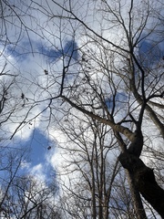 Cercis canadensis